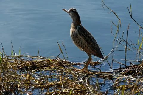 Bittern on the lake. Little bittern (Botaurus minutus) Stock-Fotos