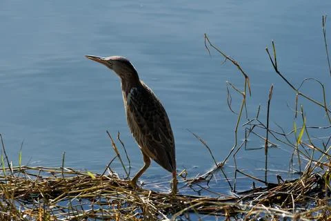 Bittern on the lake. Little bittern (Botaurus minutus) Foto stock