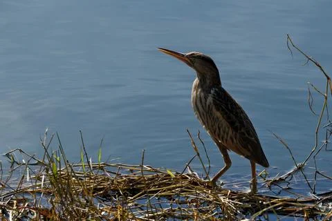 Bittern on the lake. Little bittern (Botaurus minutus) Stock Photos