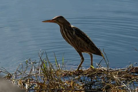 Bittern on the lake. Little bittern (Botaurus minutus) Stock-Fotos