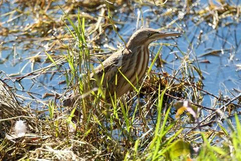 Bittern on the lake. Little bittern (Botaurus minutus) Stock Photos