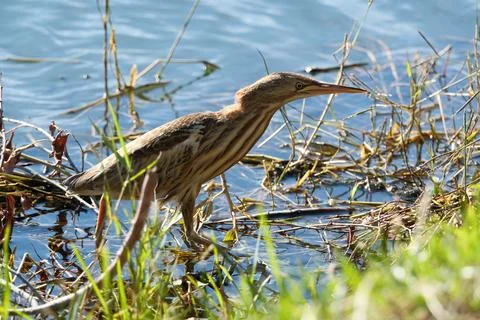 Bittern on the lake. Little bittern (Botaurus minutus) Fotos de archivo