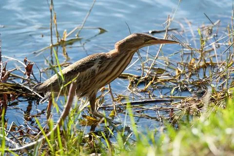 Bittern on the lake. Little bittern (Botaurus minutus) Stock Photos
