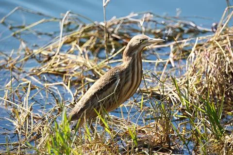 Bittern on the lake. Little bittern (Botaurus minutus) Stock Photos