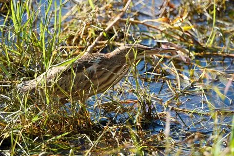 Bittern on the lake. Little bittern (Botaurus minutus) Stock Photos