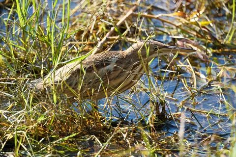 Bittern on the lake. Little bittern (Botaurus minutus) Stock Photos