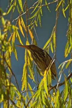 Bittern on the lake. Little bittern (Botaurus minutus) 스톡 사진