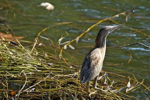 Bittern on the lake. Little bittern (Botaurus minutus) Stock Photos