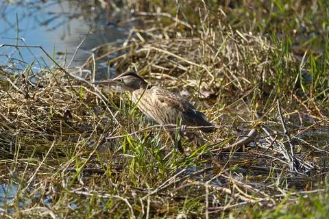 Bittern on the lake. Little bittern (Botaurus minutus) Stock Photos