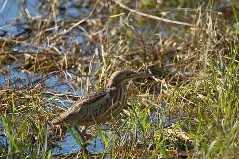 Bittern on the lake. Little bittern (Botaurus minutus) Stock Photos
