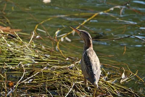 Bittern on the lake. Little bittern (Botaurus minutus) Stock Photos