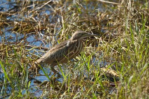 Bittern on the lake. Little bittern (Botaurus minutus) Stock Photos
