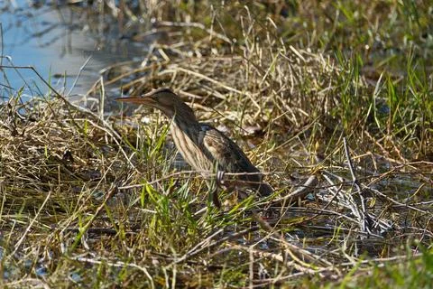 Bittern on the lake. Little bittern (Botaurus minutus) Stock Photos