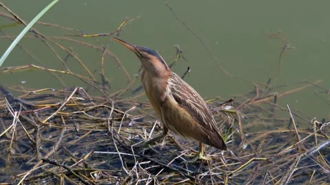 Bittern on the lake shore. Stock Footage 308179716