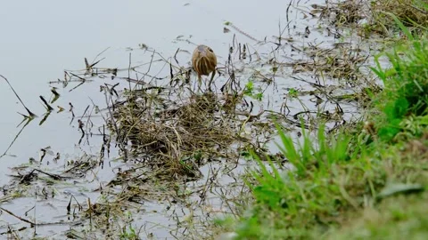 Bittern on the lake shore. Stock Footage 308180239