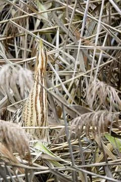 Bittern Stock Photos