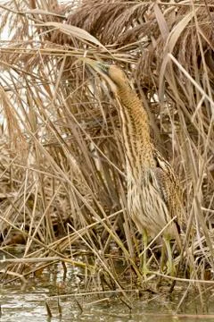 Bittern Photos