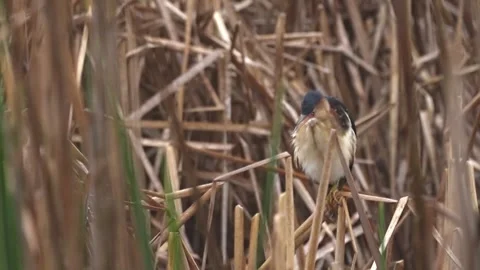 Bittern Preening in Marsh Vegetation During Rainfall Stock Footage 337169736
