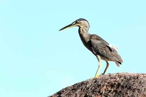Bittern sitting on a rock 写真素材