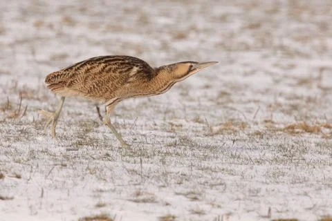 Bittern in snow Stock Photos