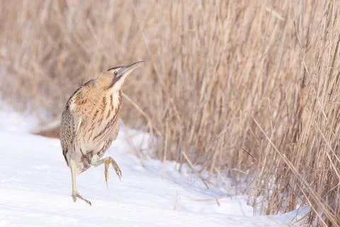 Bittern in snow Stock Photos