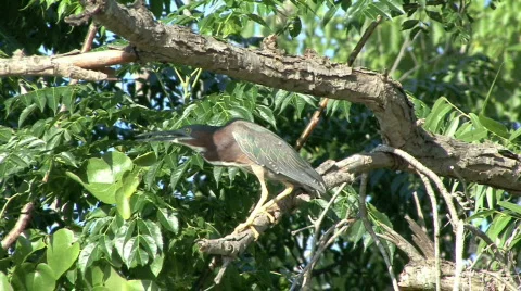 Bittern1 Video stock 454263