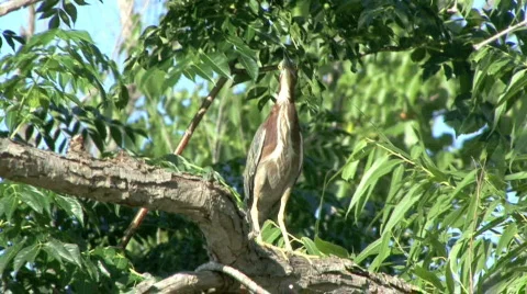 Bittern2 Video stock 454288