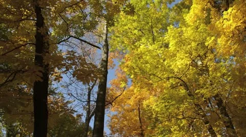 Bitternut hickory (Carya cordiformis) Stock Footage 18007878