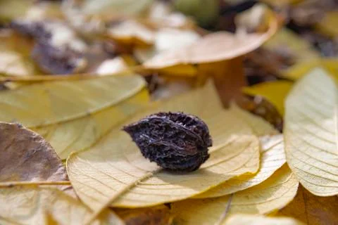 Bitternut walnut on a leaf Stock Photos