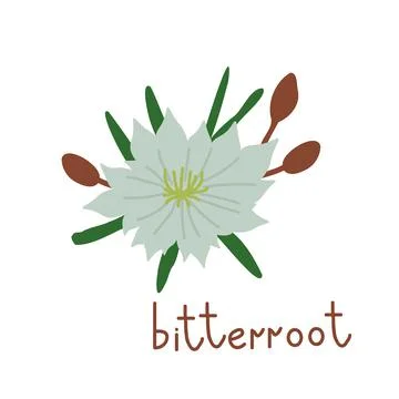 Bitterroot vector flower Stock Illustration
