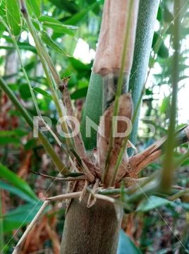 Biutiful Bamboo TREE Stock Photos