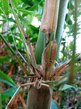 Biutiful Bamboo TREE Foto stock