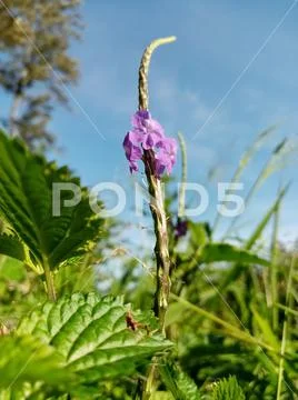 Biutiful flower Stock Photos