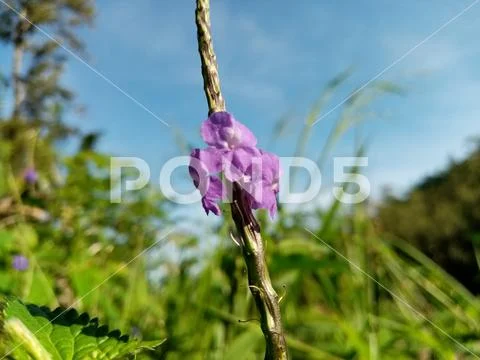Biutiful flower Stock Photos