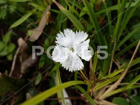 Biutiful flower Stock Photos