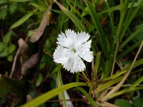 Biutiful flower  Foto stock