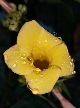 Biutiful flower  Foto stock