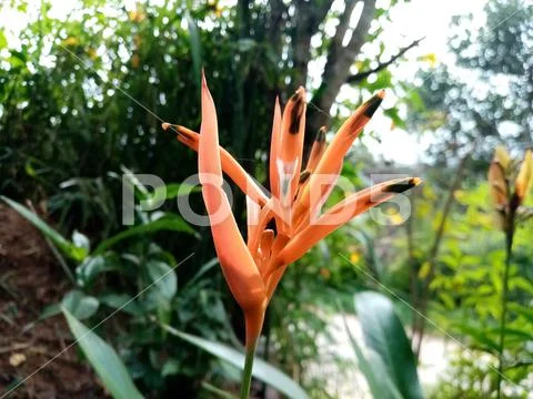 Biutiful flower Stock Photos