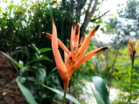 Biutiful flower  Foto stock