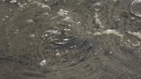 Bivalve bubbles emerging from lake bottom, 4k Stock Footage 253041944