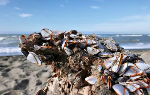 Bivalve colony close up Stock Photos