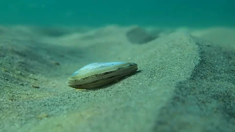 Bivalve mollusk on the bottom Stock Footage 90000956