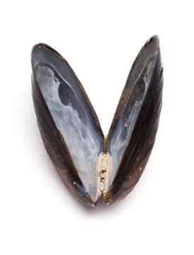 Bivalve Stock Photos
