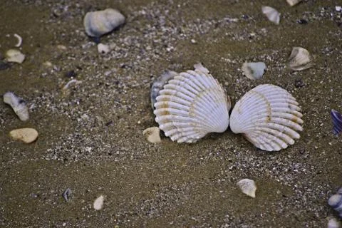 Bivalve seashell Stock Photos