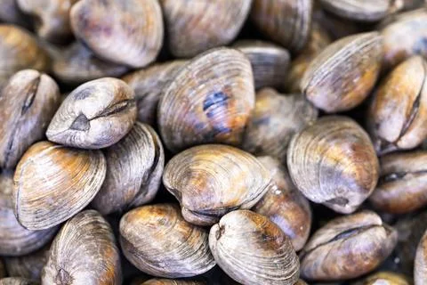 Bivalve shell texture. Bivalve pile closeup. Raw bivalve shellfish. Fresh Stock Photos