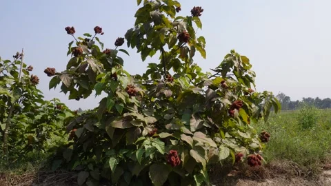 Bixa Orellana Lipstick Tree 스톡 동영상 332571782