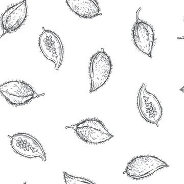 Bixa orellana.  Vector   pattern. Illustrazione stock