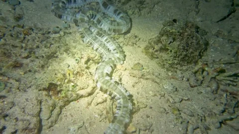 Bizarre alien-like animal wanders sea floor by night Vídeo Stock 272565259