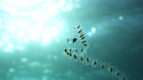 Bizarre Alien-like Creature Drifting Under the Sun Stock Footage 335448616