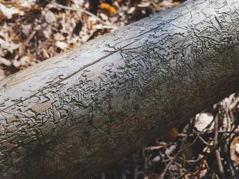 Bizarre bark beetle galleries on a dead tree. Pest damage Foto stock